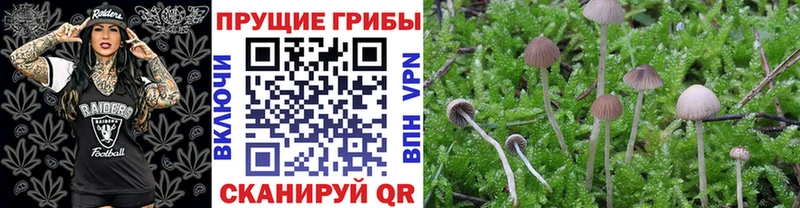 Купить где  Владимир  Псилоцибиновые грибы мицелий 